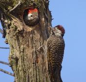 Cardinal Woodpecker by Jane Trembath